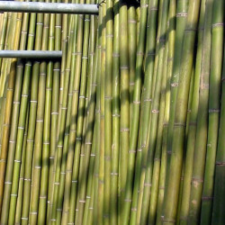 Canna bambù standard verde ø 8-9 cm-L.200 cm